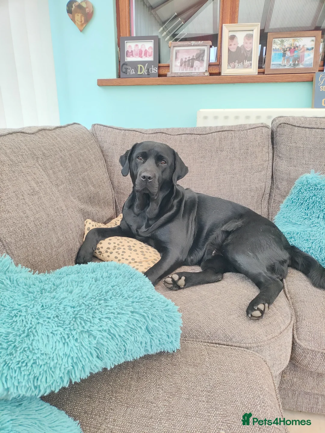 Labrador Retriever dogs for sale: 3 boys and 1 girl  - Advert 15