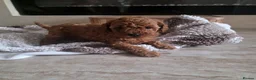 Toy Poodle dogs for sale: Toy poodle - Advert 7