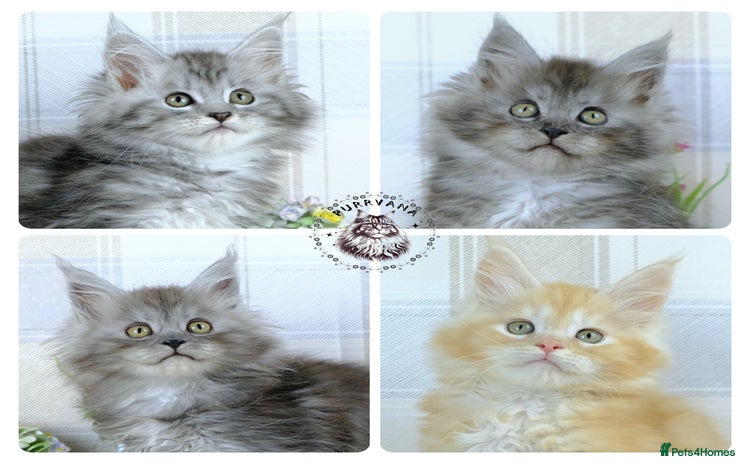 Maine Coon cats - Advert 1