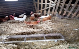 Chickens poultry for sale: Laying hens - Image 3