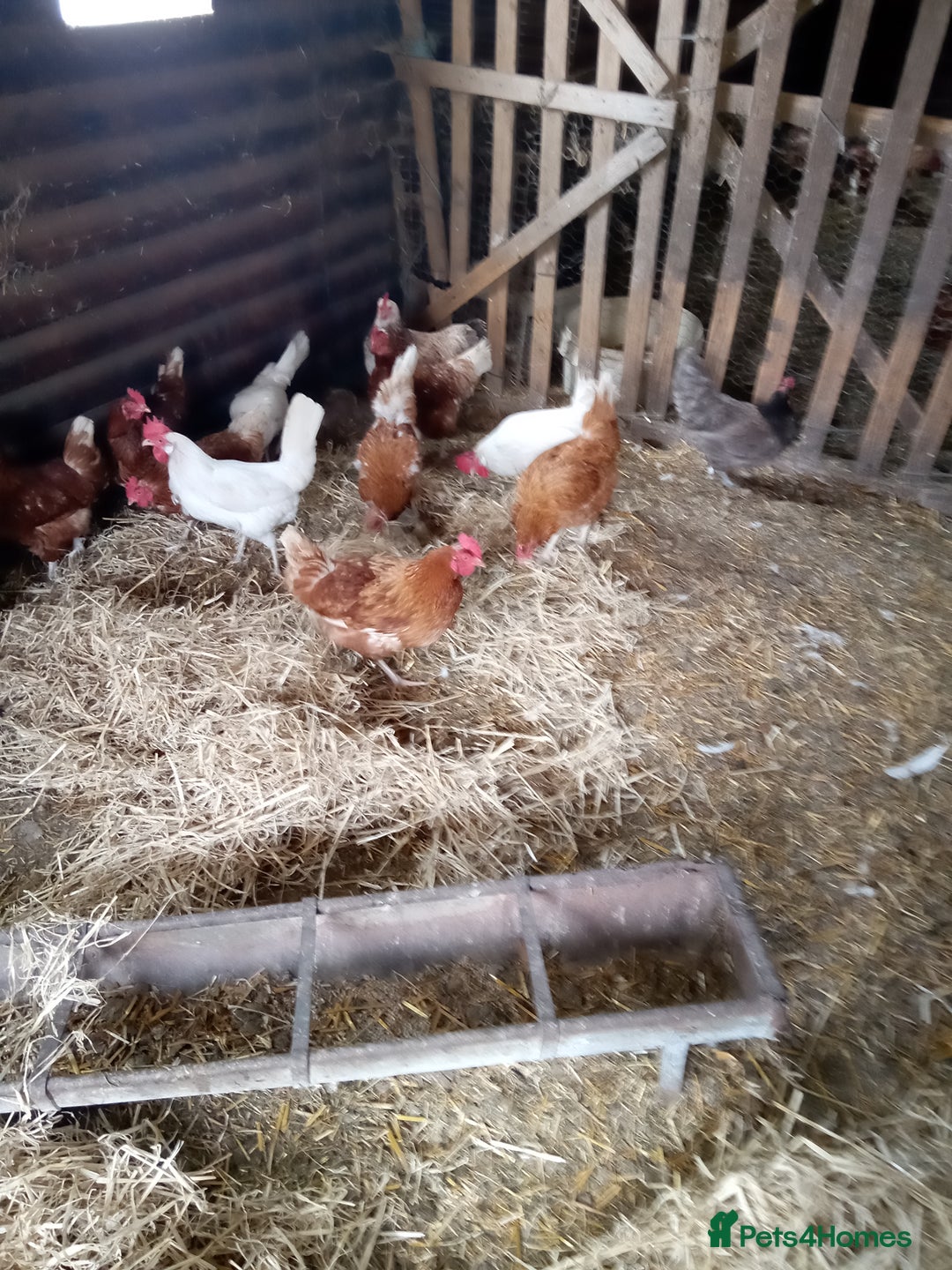 Chickens poultry for sale: Laying hens - Image 3