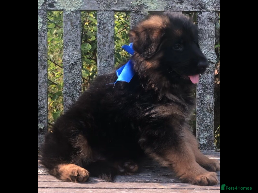 German Shepherd dogs for sale: Beautiful chunky long haired black, tan & red pups - Image 20