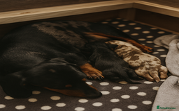 Miniature Dachshund dogs for sale: Miniature dachshund  - Image 2