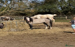 Welsh Section A horses for sale: Welsh a 2 year old gelding  - Image 3
