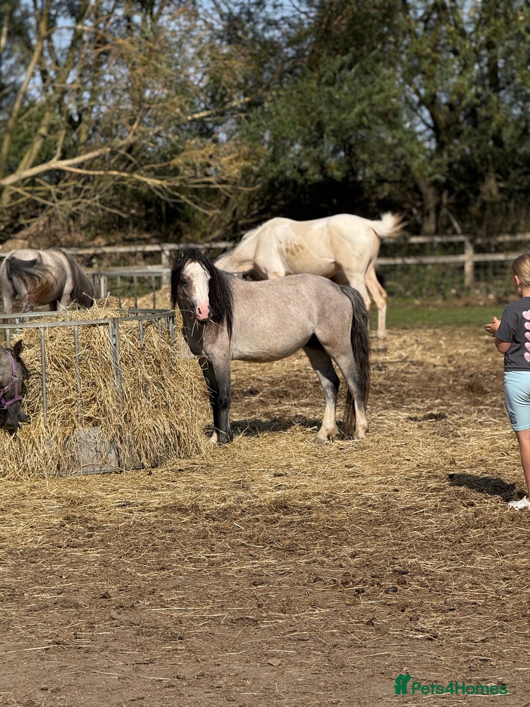 Welsh Section A horses for sale: Welsh a 2 year old gelding  - Image 3