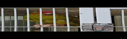 Parakeets birds for sale: Kakariki in Queenborough - Advert 3