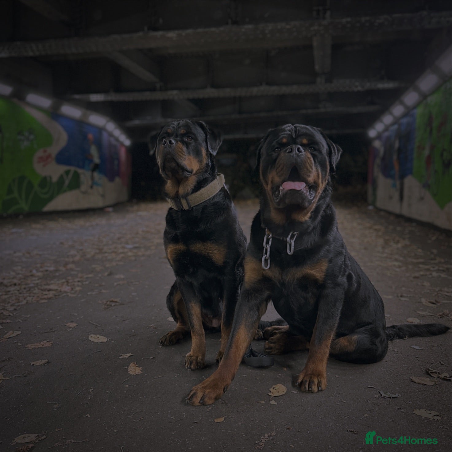 Rottweiler dogs KC German Line Rottweilers – Mother & Son Pair - Advert 1