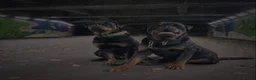 Rottweiler dogs for sale: KC German Line Rottweilers – Mother & Son Pair - Advert 1