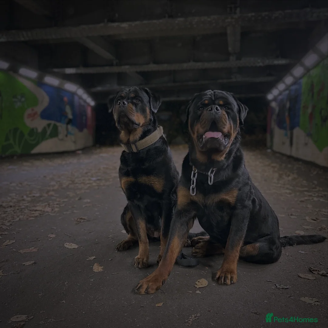 Rottweiler dogs for sale: KC German Line Rottweilers – Mother & Son Pair - Advert 1