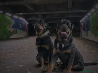 Rottweiler dogs KC German Line Rottweilers – Mother & Son Pair - Advert 2