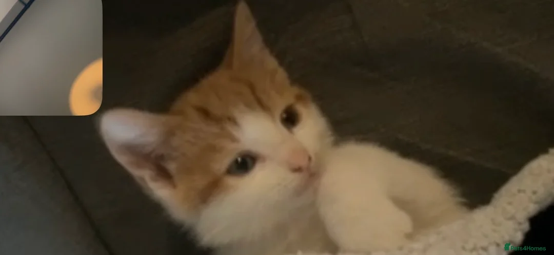 Mixed Breed cats for sale: Ginger and white male  - Advert 3