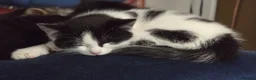 Turkish Angora cats for sale: 5 wonderful fur babies (4girls,1boy) in London - Advert 11