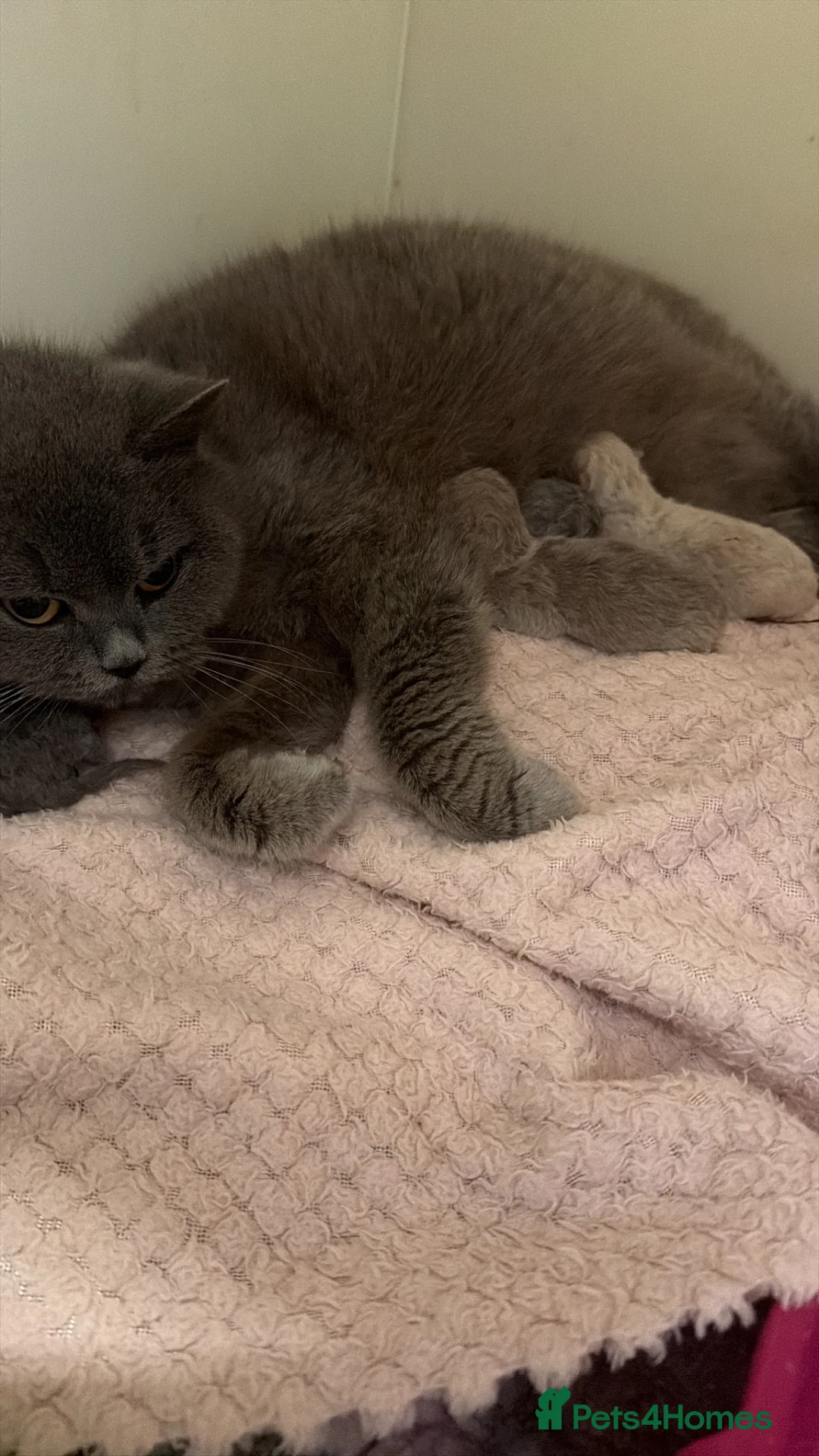 British Shorthair cats for sale: British Shorthair Colour Point - Advert 9