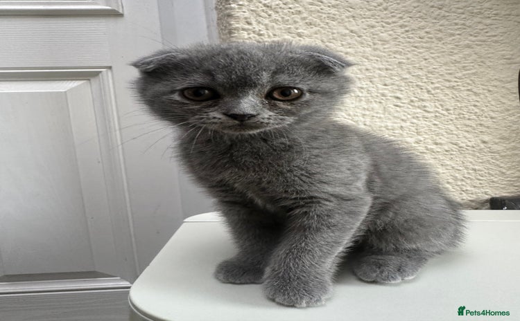 Scottish Fold cats - Advert 3