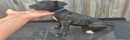 Presa Canario dogs for sale: Presa Canario Puppies ♥️  - Advert 5