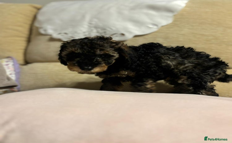 Toy Poodle dogs - Advert 1