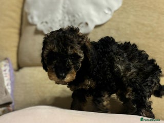 Toy Poodle dogs - Advert 21