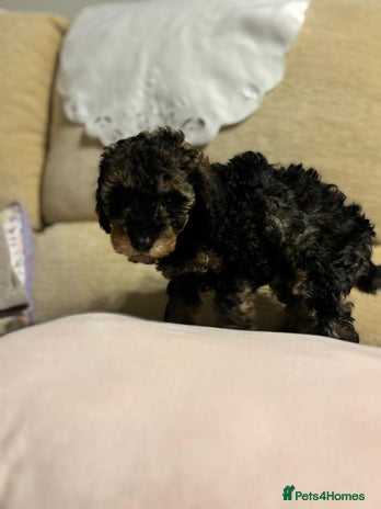 Toy Poodle dogs - Advert 1