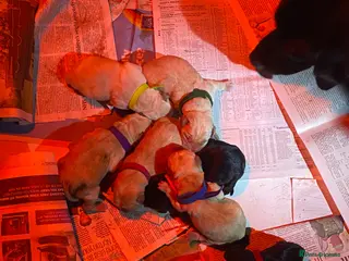 Labrador Retriever dogs Working labrador pups - Advert 1