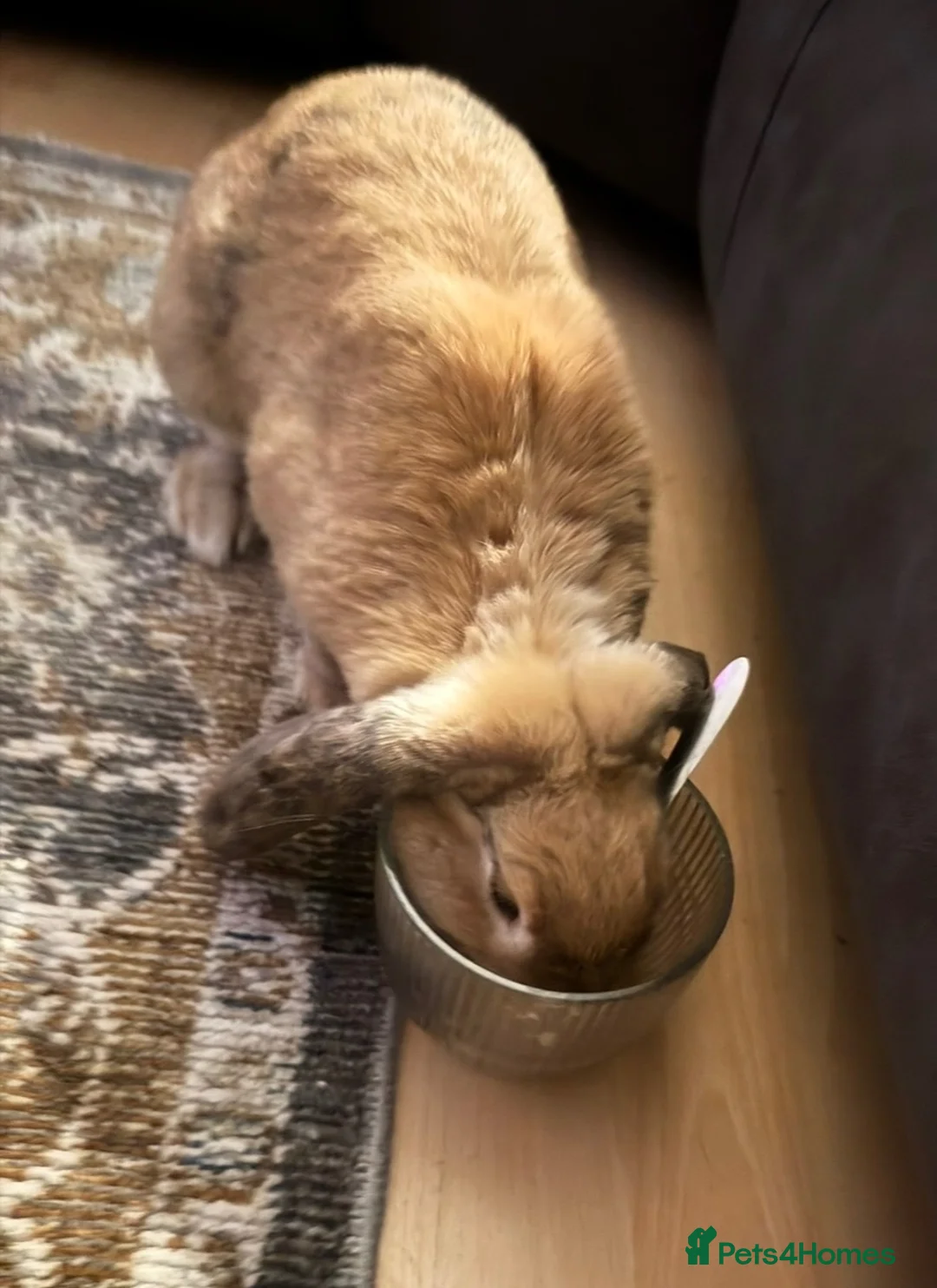 Mixed Breed rabbits for sale: Female Spayed Rabbit in Wellingborough - Advert 2