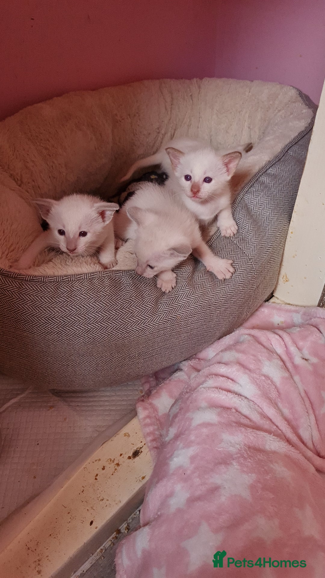 Siamese cats for sale: LAST ONE,  Gorgeous Bluepoint little boy. - Advert 20