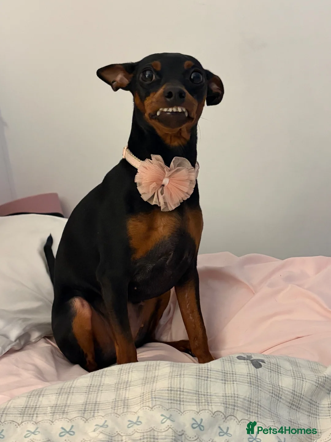 Miniature Pinscher dogs for sale: Loving Minpin for sale at £400 - Advert 2