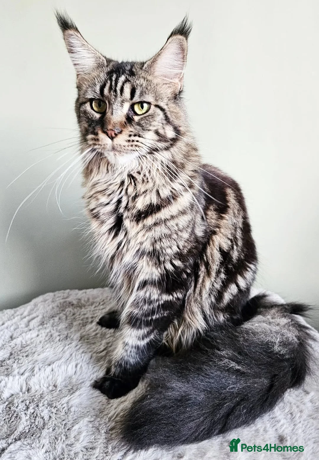 Maine Coon cats for sale: Gabby is looking for her perfect forever home 🏡🤍 - Advert 2