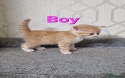 British Shorthair cats for sale: Gorgeous British Shorthair Kittens for SALE - Image 12