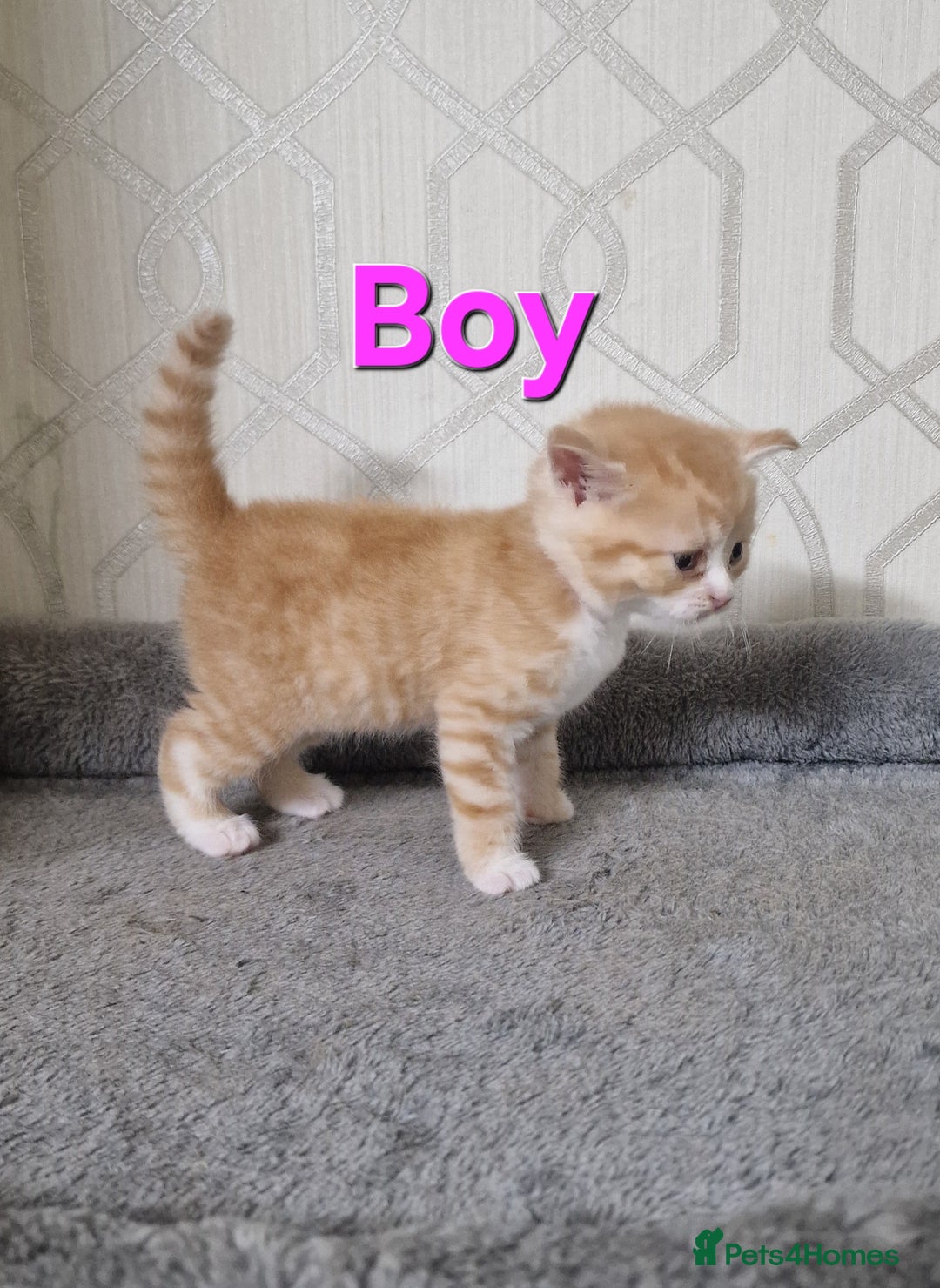 British Shorthair cats for sale: Gorgeous British Shorthair Kittens for SALE - Image 12