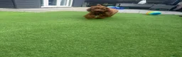 Cockapoo dogs for sale: extremely sad sale of beautiful fox red cockapoos - Advert 7