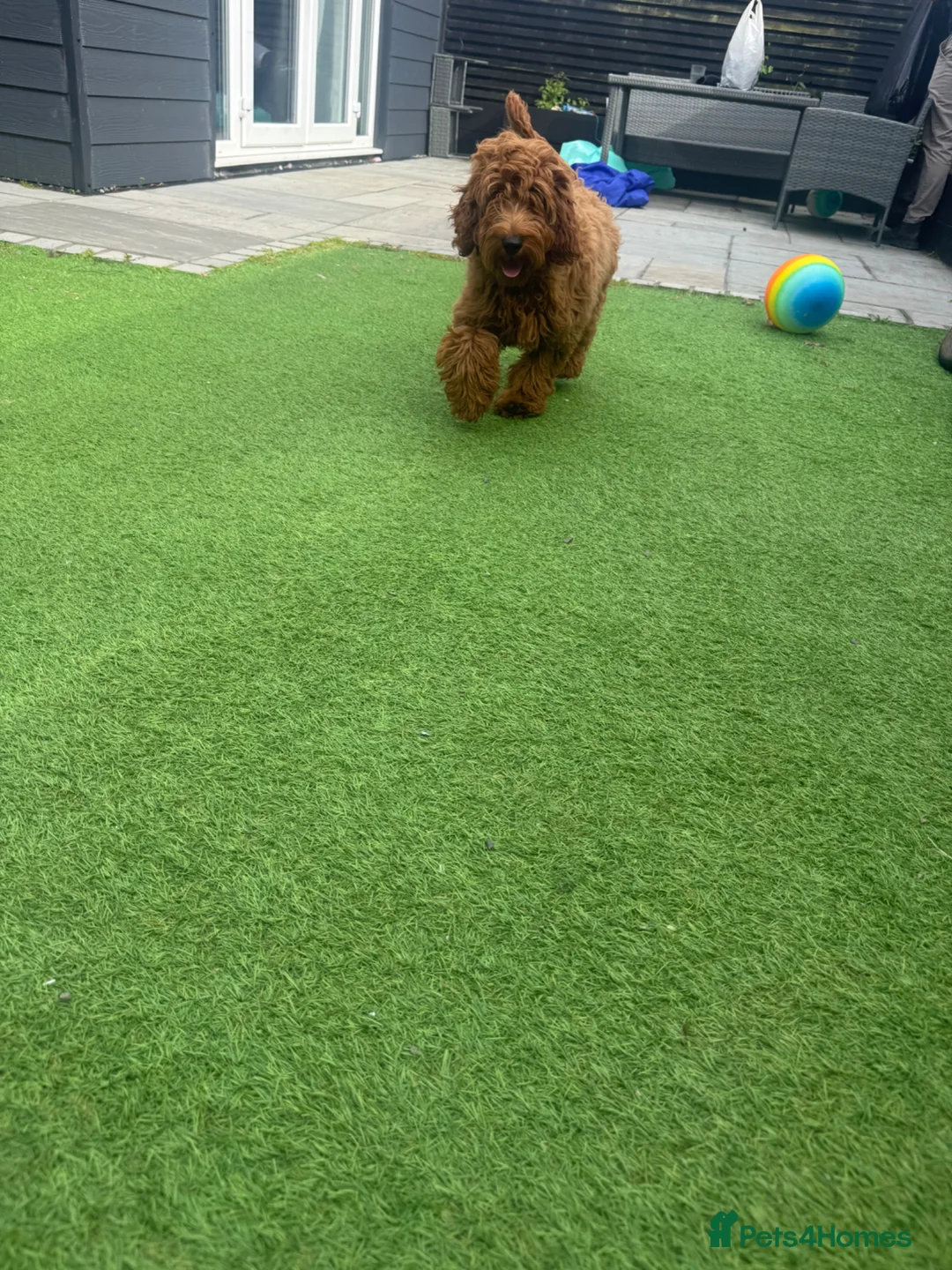 Cockapoo dogs for sale: extremely sad sale of beautiful fox red cockapoos - Advert 7