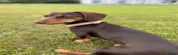 Miniature Dachshund dogs for sale: KC registered Miniature Dachshund  - Advert 11