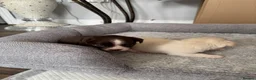 Chihuahua dogs for sale: 2 stunning  boy chihuahuas  - Advert 7