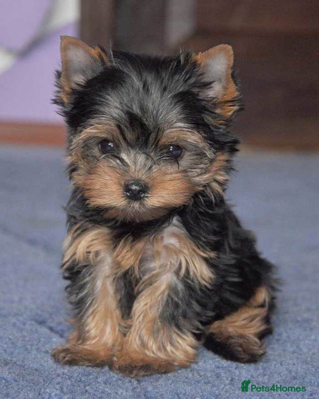 Yorkshire Terrier dogs for sale: Girl, Show quality, KC reg 18 champions bloodline - Advert 7