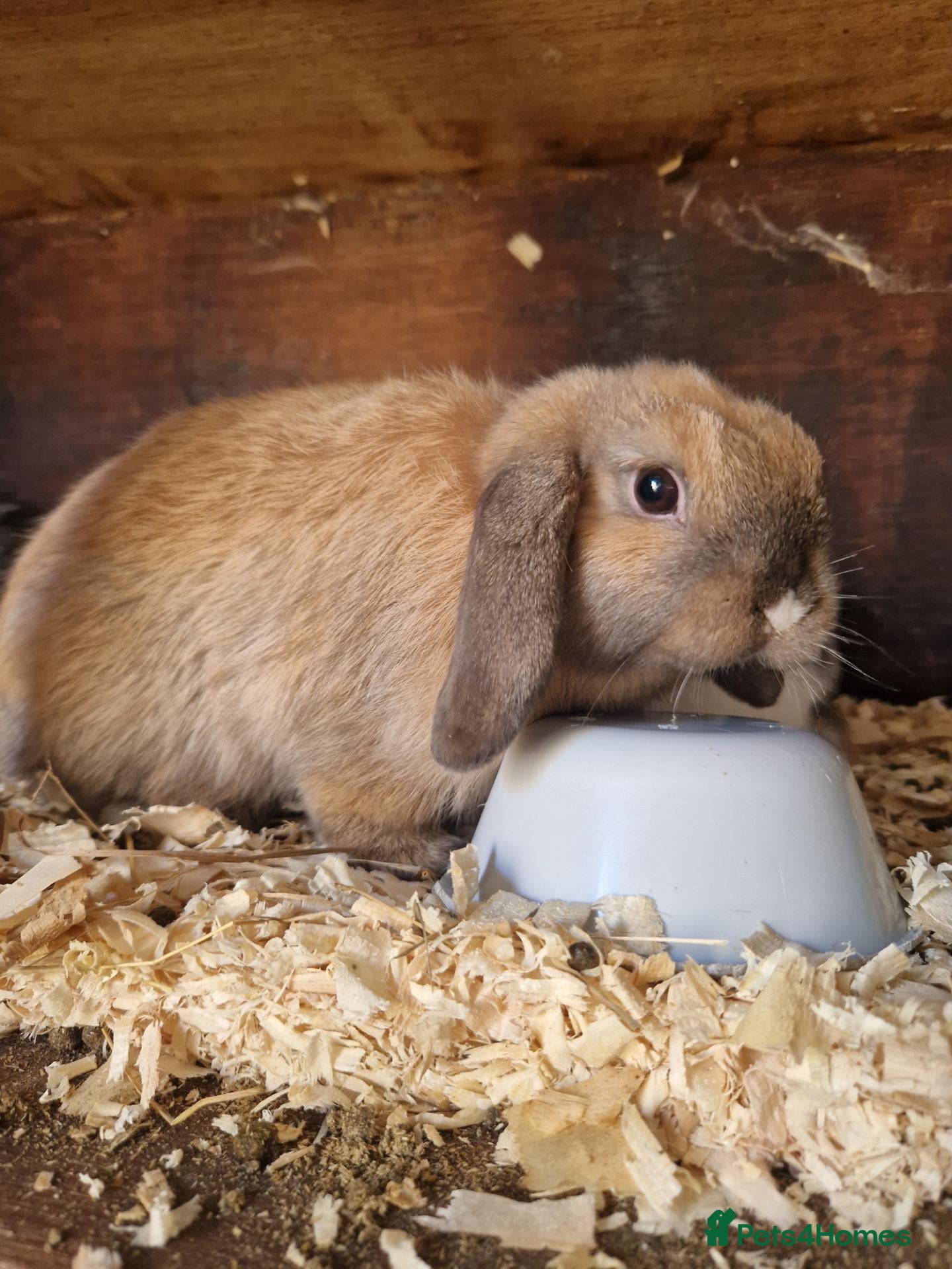 Mini Lop rabbits Baby Mini Lops - Advert 20