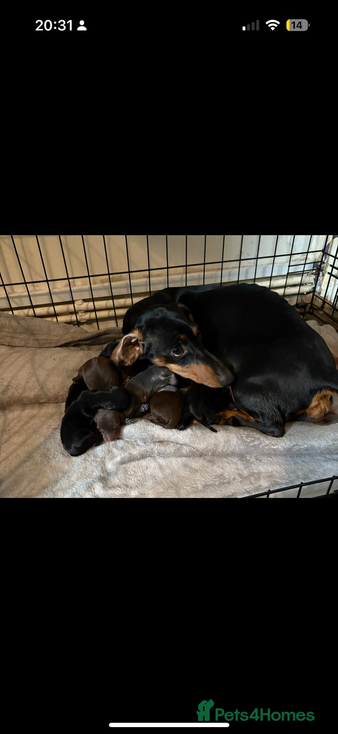 Miniature Dachshund dogs for sale: Miniature Dachshunds - Image 5