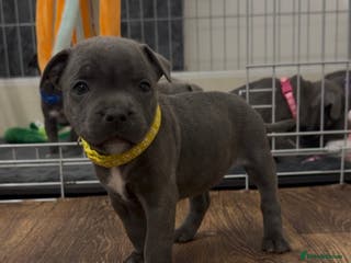 Staffordshire Bull Terrier dogs KC Registered Staffordshire Bull Terrier Puppies - Advert 9