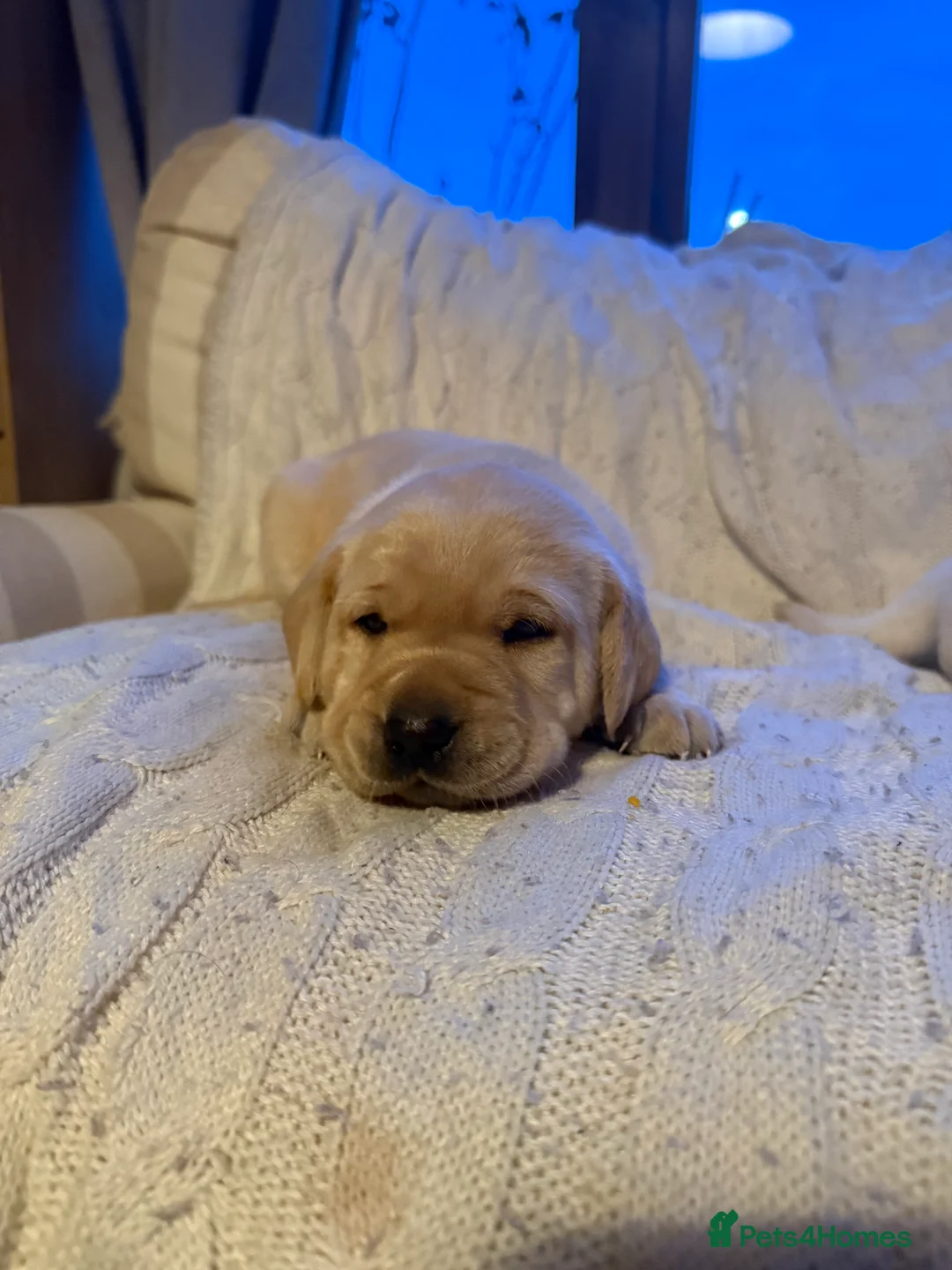 Labrador Retriever dogs for sale:  KC registered Labrador puppies for sale  - Advert 2