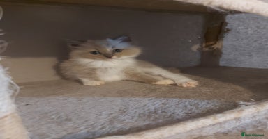 Ragdoll cats - Advert 1