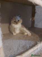 Ragdoll cats - Advert 9