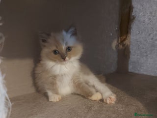 Ragdoll cats - Advert 15