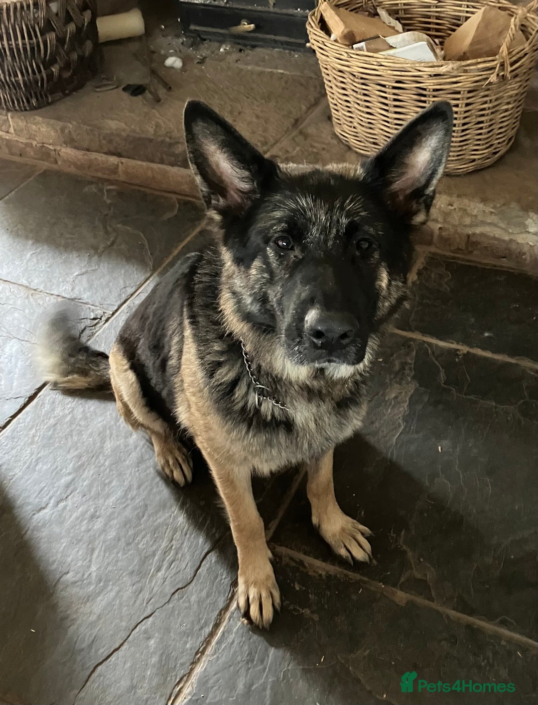 German Shepherd dogs for sale: German shepherd pups from working lines for sale - Image 5