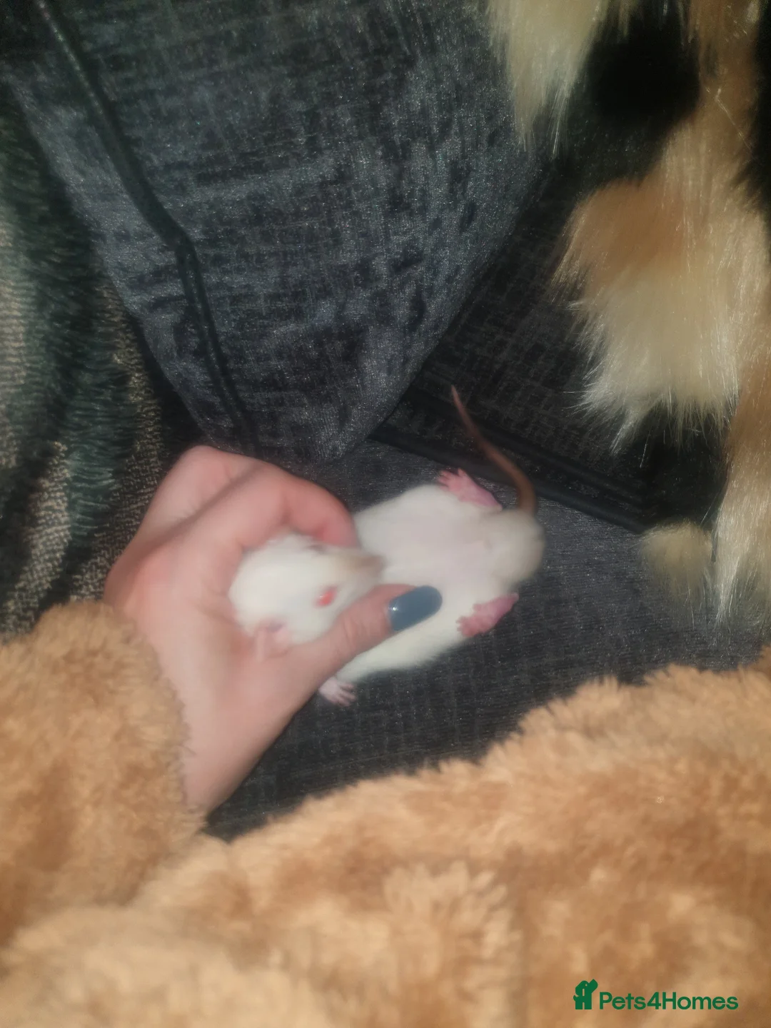 Rat rodents for sale: 2 gorgeous Dwarf rats  in Sheffield - Advert 1