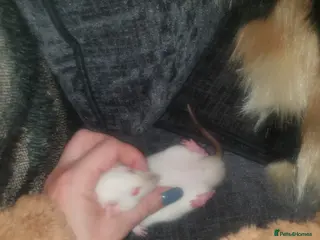 Rat rodents 2 gorgeous Dwarf rats - Advert 1