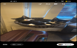 British Longhair cats for sale: Kitten - Image 3