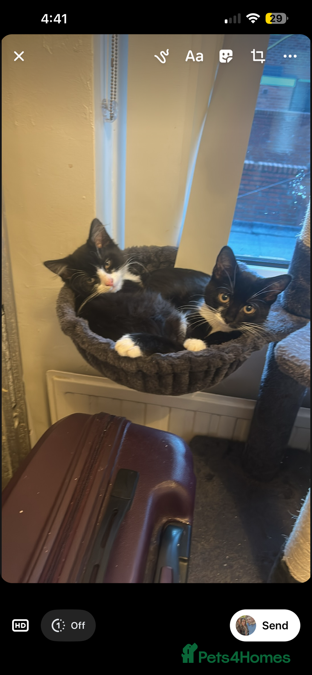 British Longhair cats for sale: Kitten - Image 3