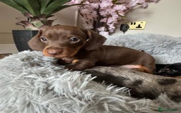 Miniature Dachshund dogs for sale: Miniature Dachshund Puppies - READY NOW !! - Image 3