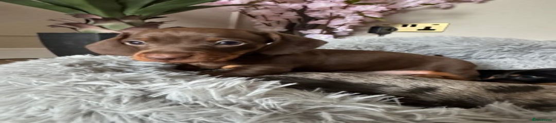 Miniature Dachshund Puppy 2