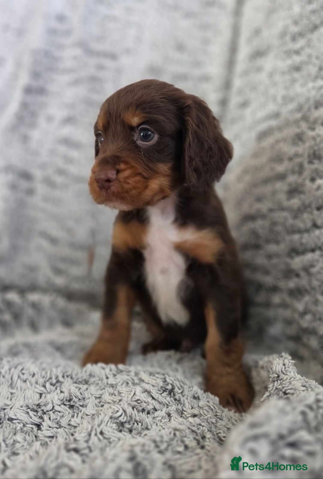 Cocker Spaniel dogs Cocker Spaniel Tan Pups (Working) - Advert 1