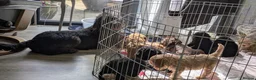 Labradoodle dogs for sale: labradoodle puppies for sale  in Northampton - Advert 2